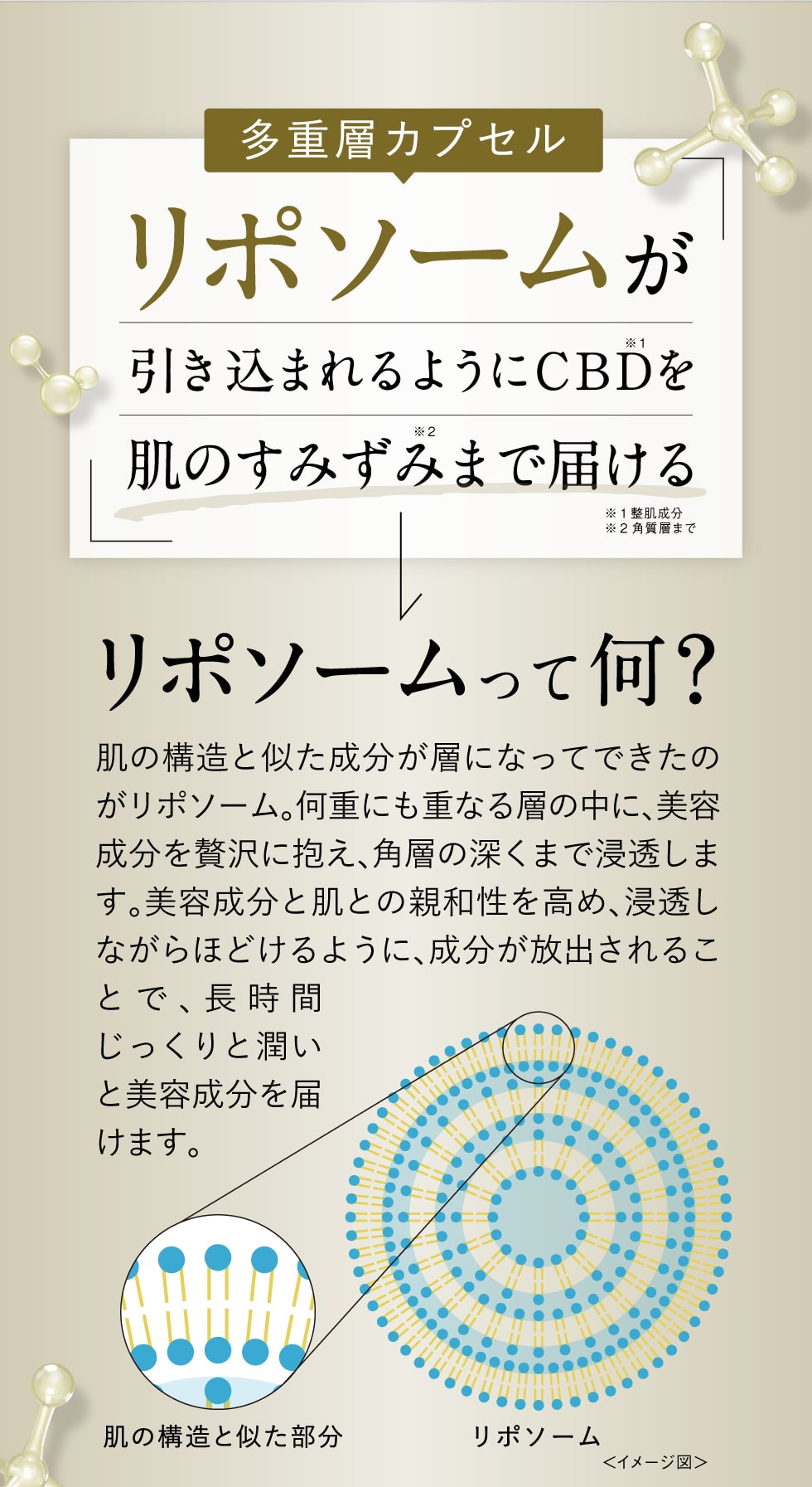 多重層カプセルリポソームが引きこまれるようにCBD※1を肌のすみずみ※2まで届ける ※1肌整成分 ※2角質層まで リポソームって何？肌の構造と似た成分が層になってできたのがリポソーム。何重にも重なる層の中に、美容成分を贅沢に抱え、角層の深くまで浸透します。美容成分と肌との親和性を高め、浸透しながらほどけるように、成分が放出されることで、長時間じっくりと潤いと美容成分を届けます。