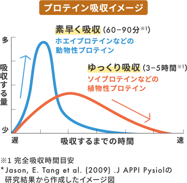 プロテイン吸収イメージ