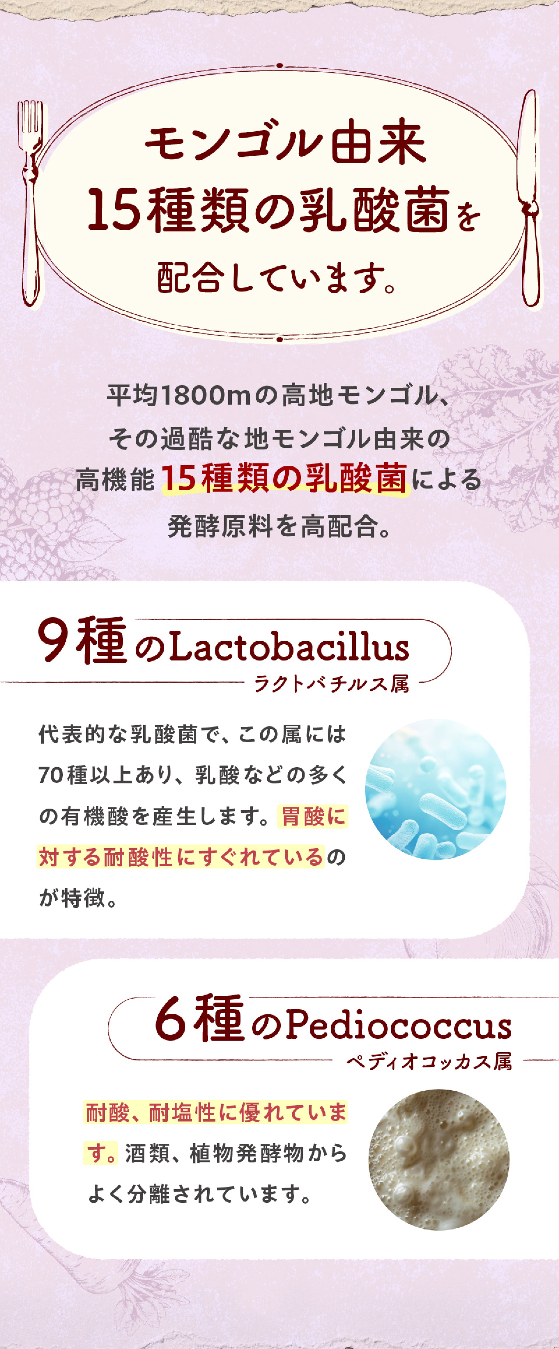 モンゴル由来15種類の乳酸菌を配合しています。