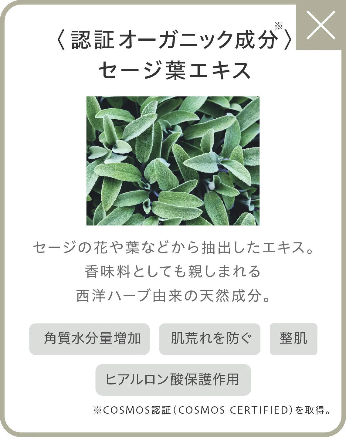 〈オーガニック成分〉セージ葉エキス セージの花や葉などから抽出したエキス。香味料としても親しまれる西洋ハーブ由来の天然成分。●角質水分量増加●肌荒れを防ぐ●整肌●ヒアルロン酸保護作用